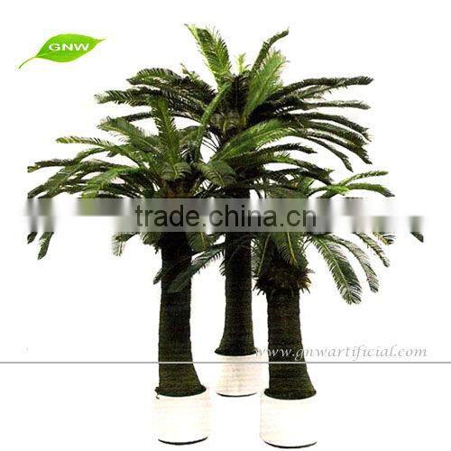 APM045 GNW Indoor Palm Trees 12ft High