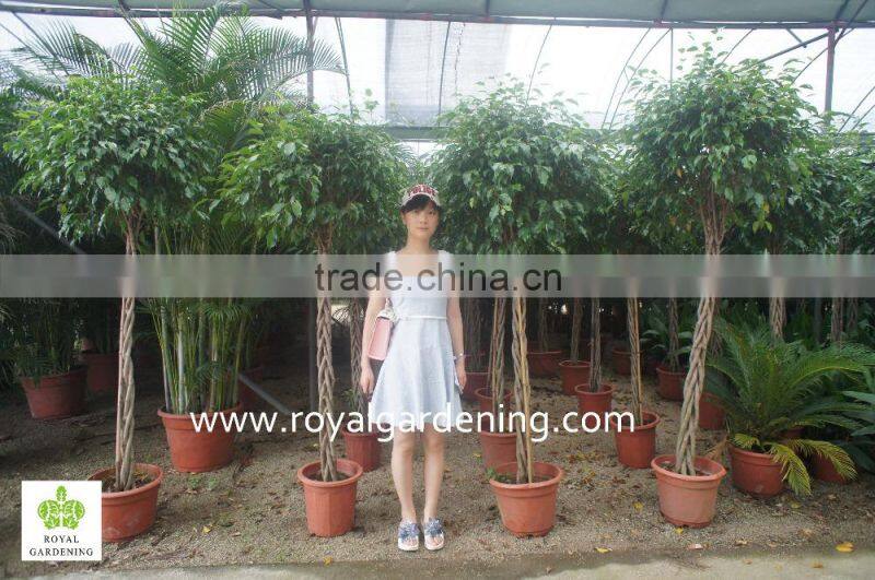 Ficus benjamina five braid shape