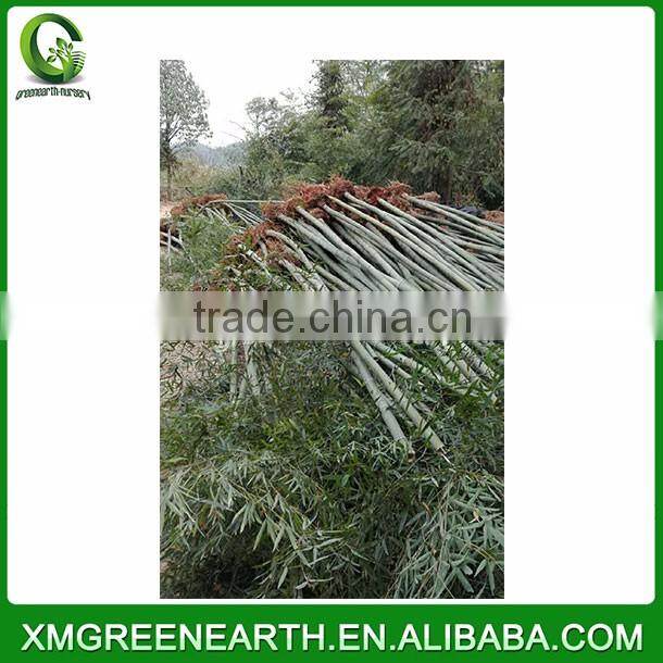 PHYLLOSTACHYS PUBESCENS diameter 4-5cm