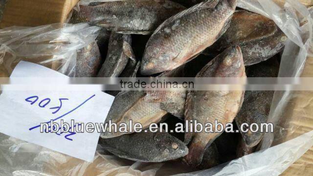 Fresh water black tilapia, IQF Tilapia Fillets