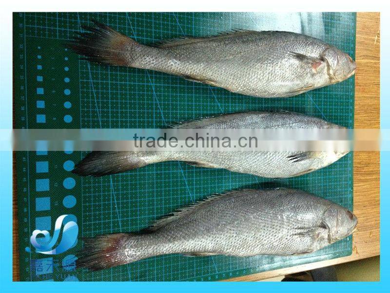 Frozen brown croaker fillet