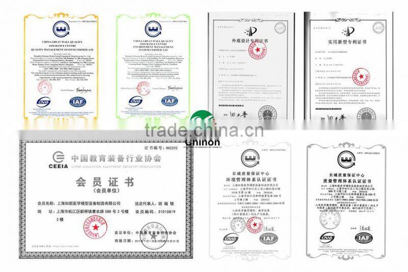 Life-size 2 lumbar vertebra, pelvis anatomic model