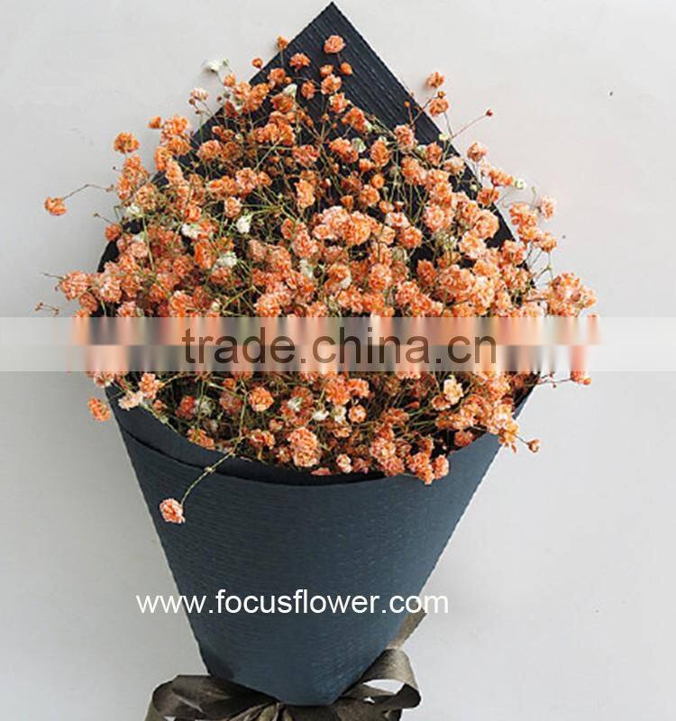 Wholesale Tropical Flowers Fresh Cut Babysbreath Global Distribution Baby's Breath
