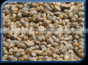 Green Millet