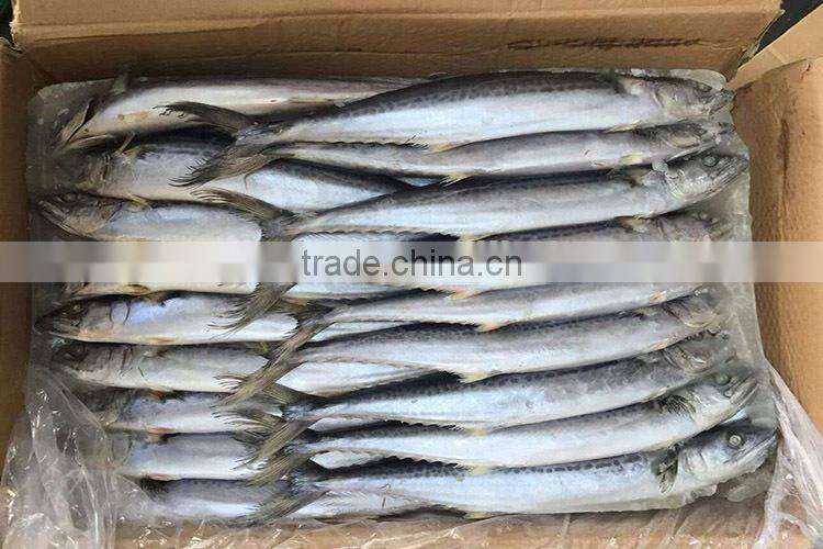 Fresh seafood scientific name of spanish mackerel