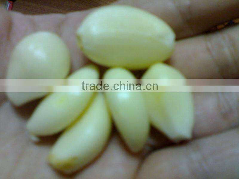 DRY GARLIC FROM EGYPT RED AND WHITE GOOD PRICE