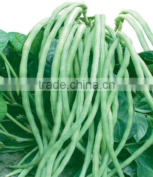 MBE06 Aoli early maturity op light green long bean seeds for planting