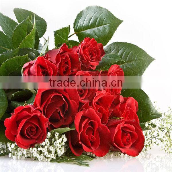 competitive price fresh black rose flower purchase from Kunming flower planting base