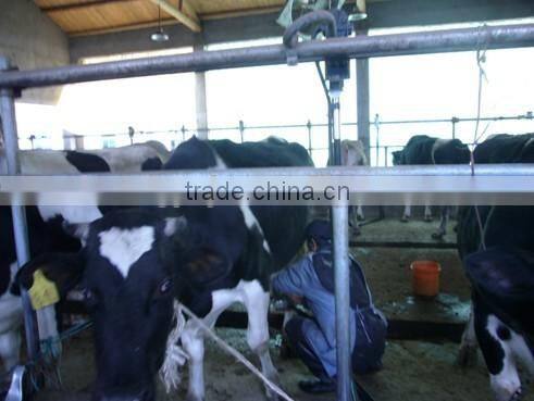 Dairy Cows Pipeline Milking Machine System