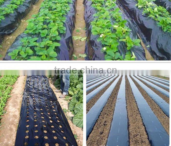 agriculture usage perfoared mulch film with holes