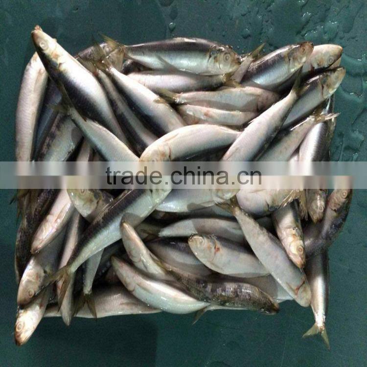 Fresh frozen sardine frozen sardines bait sardines for bait