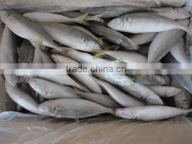 Frozen IQF Horse Mackerel