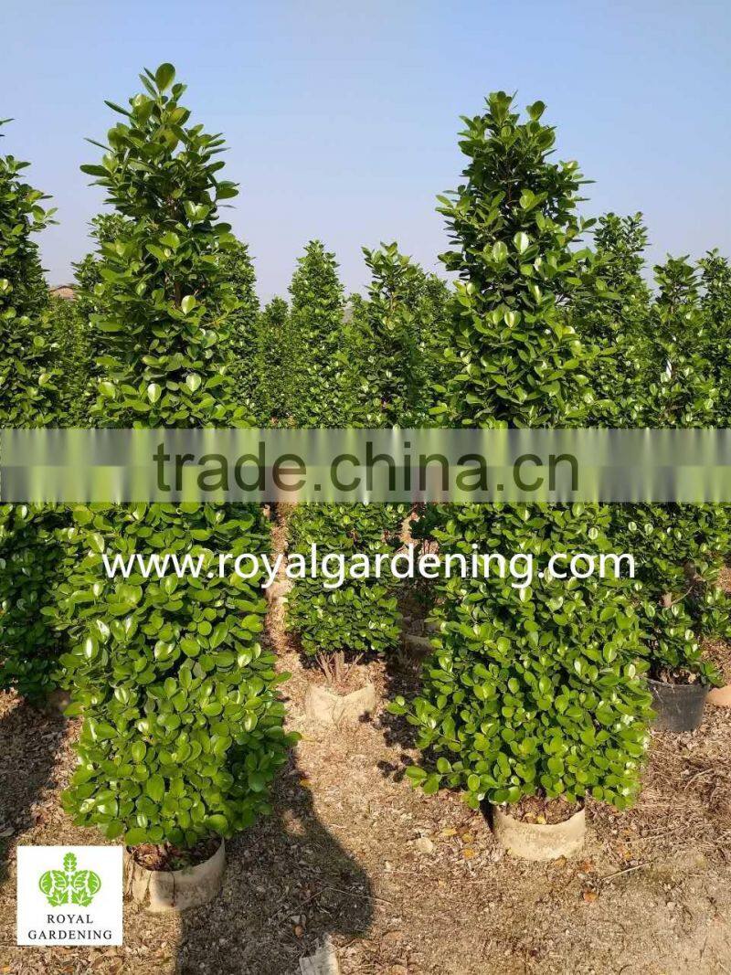 Ficus panda christmas tree ( cone shape)