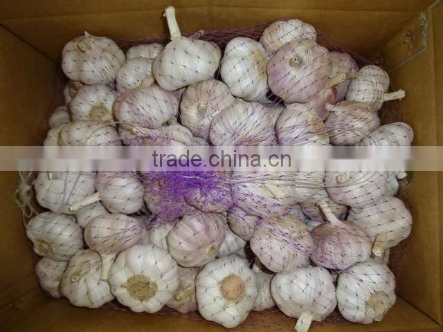 Chinese Fresh Normal White Garlic New Crop 2016 Top Quality