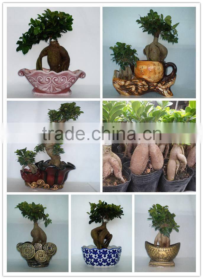 ficus ginseng microcarpa bonsai tree Taiwan Ficus Banyan Fig indoor ornamental plants nursery