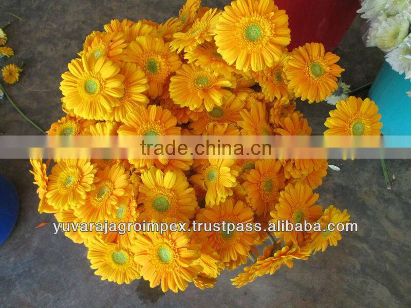 Orange Gerbera Flowers