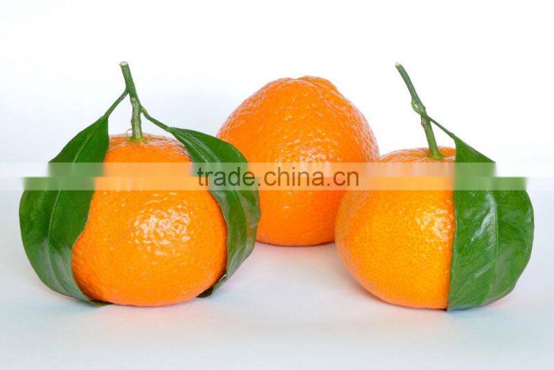 Citrus fresh mandarin orange with sour taste and moisture rich