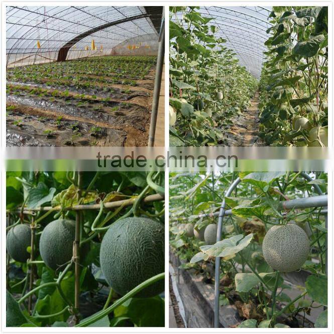 Strong growth anti wilt disease melon seeds hybrid melon seeds Yellow Moon