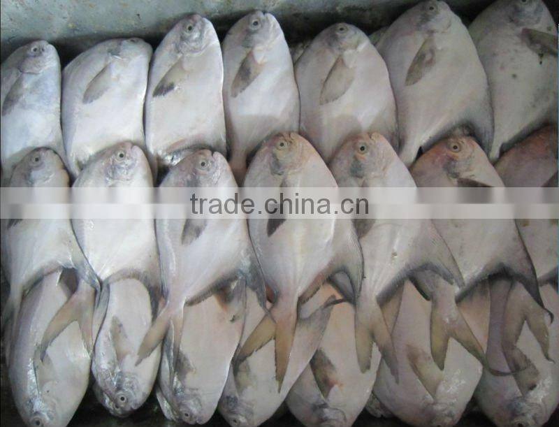 IQF Silver Pomfret seafood