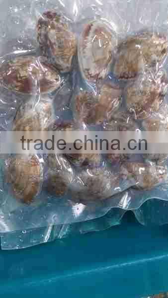 Frozen whole cooked Vacuum packing clam in available price