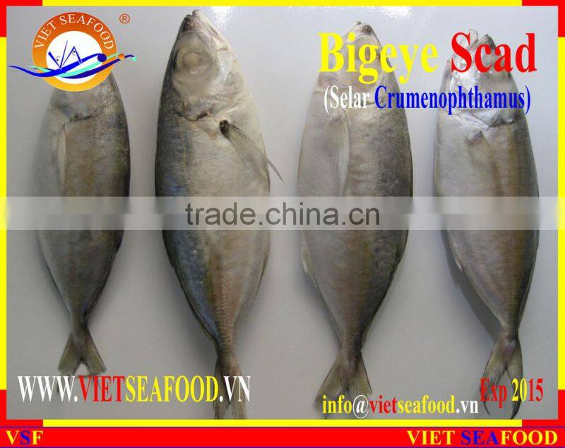 FROZEN BIGEYE SCAD WHOLE ROUND