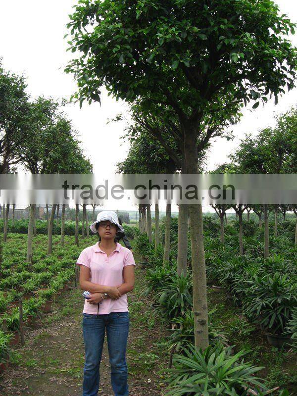 Ficus Nitida landscaping trees for outdoor
