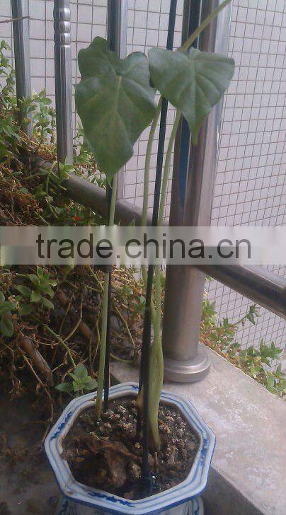 Bamboo Roll Fence
