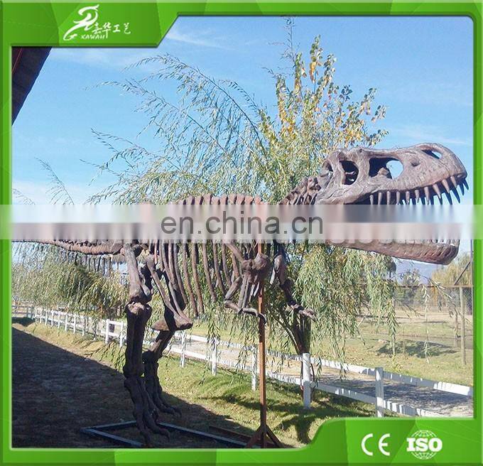 roaring vivid dinosaur skull fossil for museum exhibition