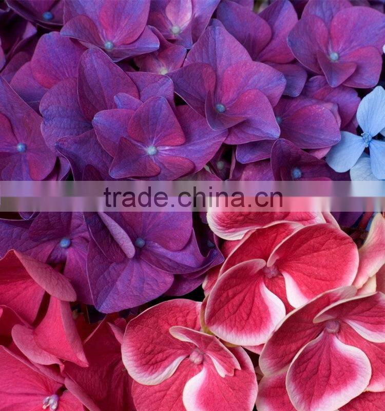 Wide variety new arrival apple hydrangea wreath