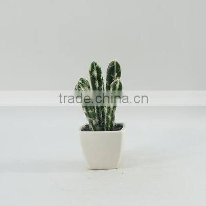 Best selling factory direct price tropical plants mini potted cactus