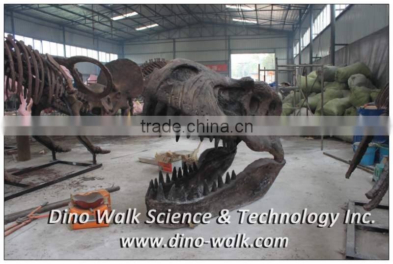 Museum quality T rex dinosaur head fossil
