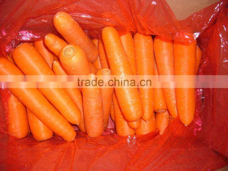 fresh Carrot shandong crop 150g up in 10kg carton