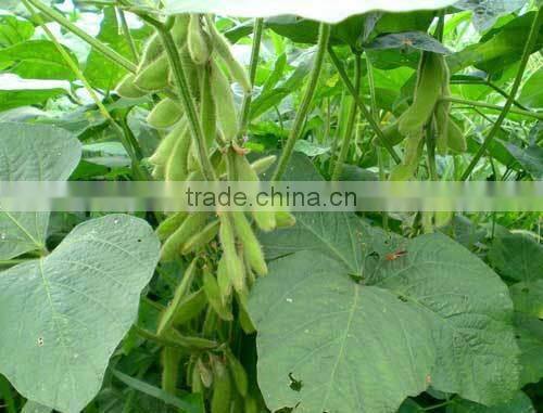 Good quality good price cheap soybean roasting machine