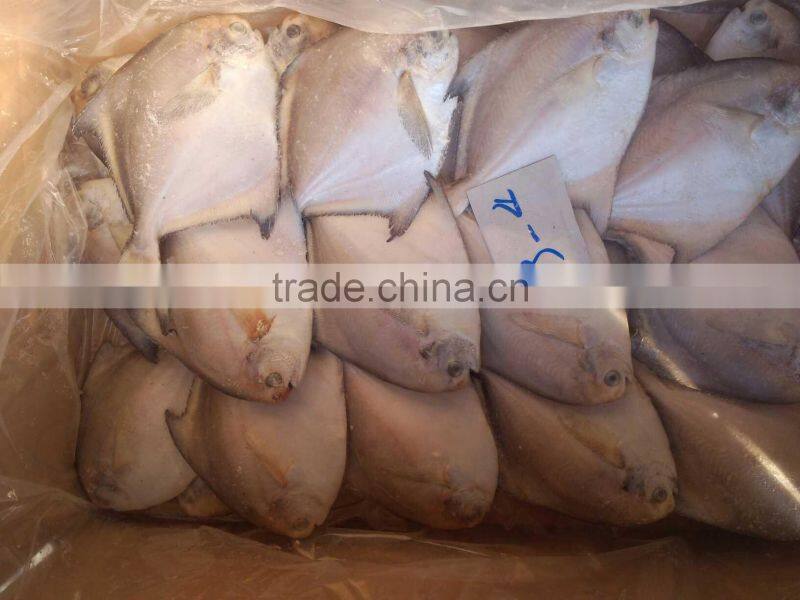 fresh super quality frozen silver pomfret 150-200,200-250g