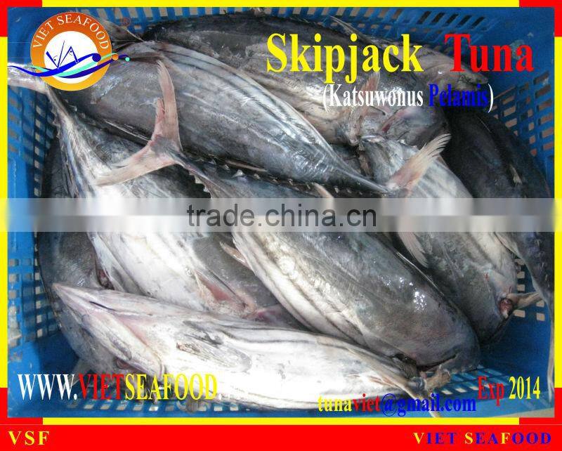 WHOLE ROUND FROZEN SKIPJACK TUNA