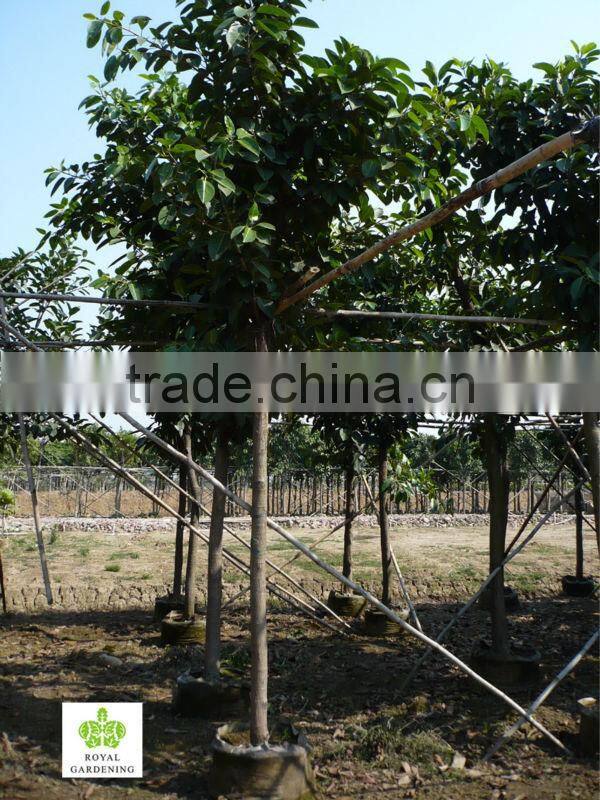 Ficus altissima ( tropical plants) for outdoor plants