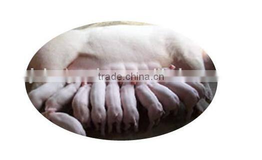 high qualtiy low price threonine/pig feed additive /amino acid power