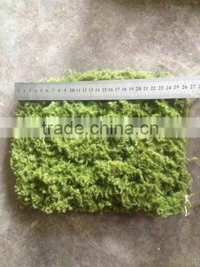 20cm*25cm decorative home decor artificial moss landscaping factory vertical green concrete steel wire mat wall pieces ZM09 2304