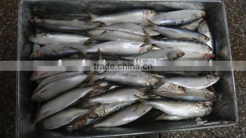 competitive price wholesale sardine