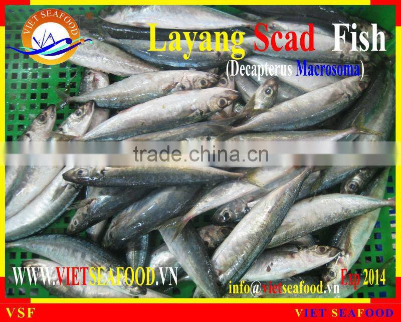 FROZEN LAYANG SCAD WHOLE ROUND