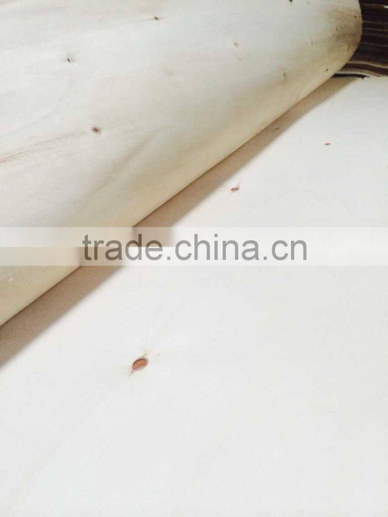 White poplar core face veneer AB grade for plywood surface factory direct selling 1270*640mm 1.7mm