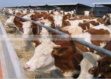 SUKARGain Feed probiotics for sheep / cow / goat