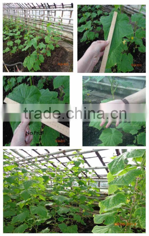 Rectangular Shape greenhouse 300w Plant Growing Lamp