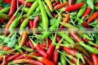 Organic fresh bird chilli