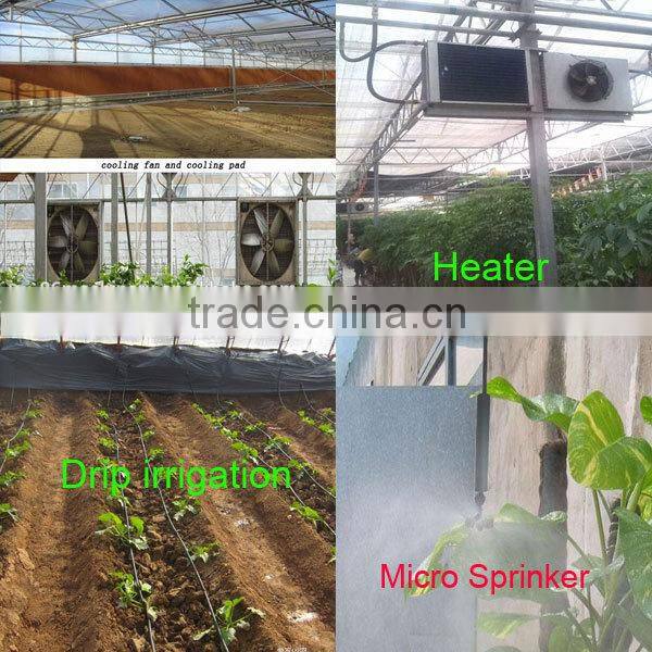 Factory price of agricultural greenhouse,multi span greenhouse for Tomato