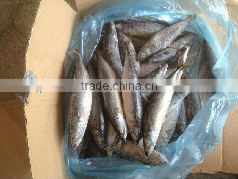 cheap price size 200-300g/pcs whole round frozen mackerel
