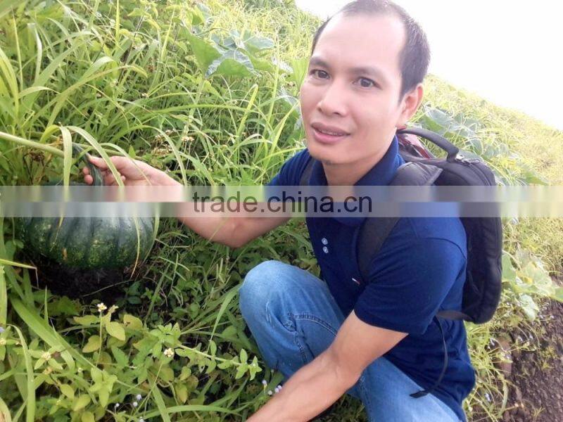 FRESH PUMPKIN +84963818434 whatsapp