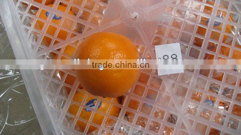 2012 best price navel orange