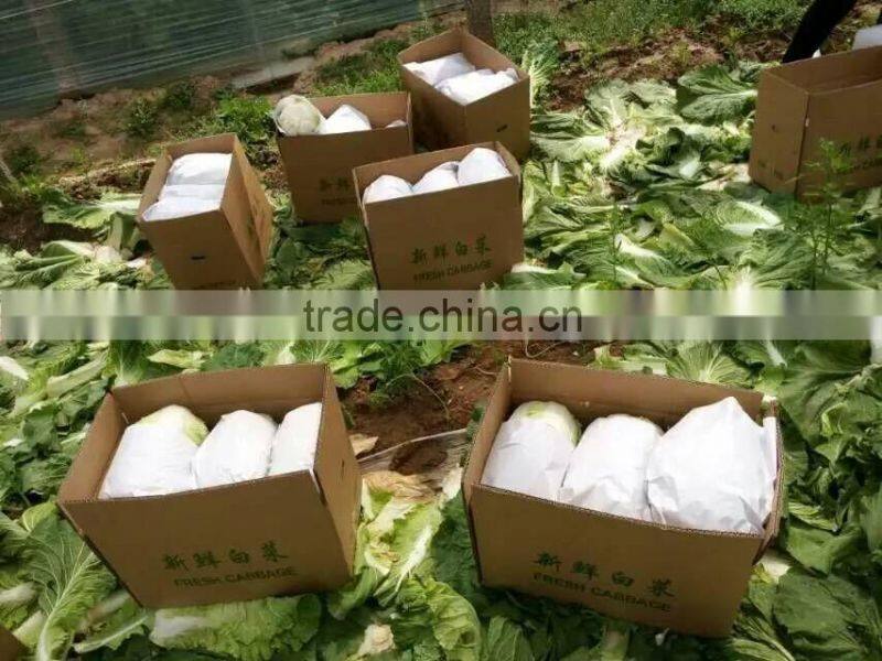 Chinese long cabbage