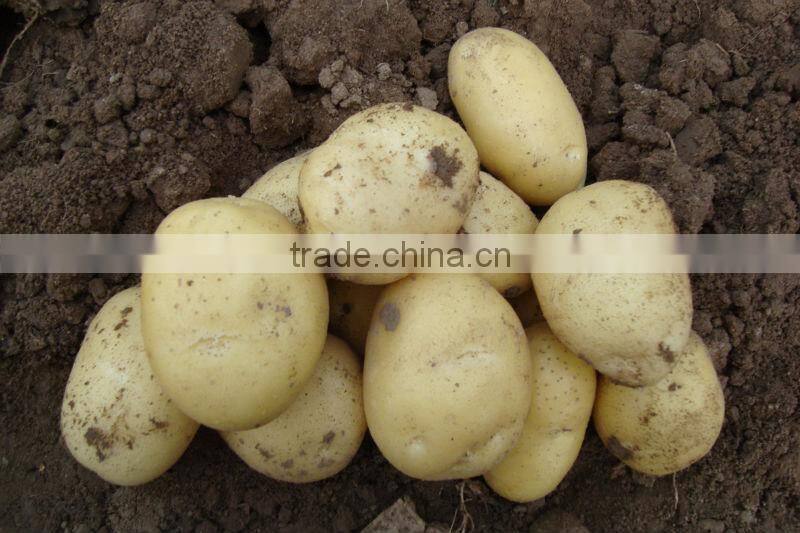 Sell Fresh vegetables-garlic, ginger, onion, potato